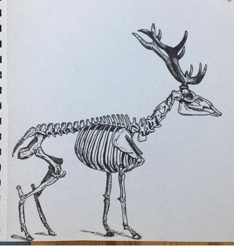 Red Deer Skeleton - image 2 - student project