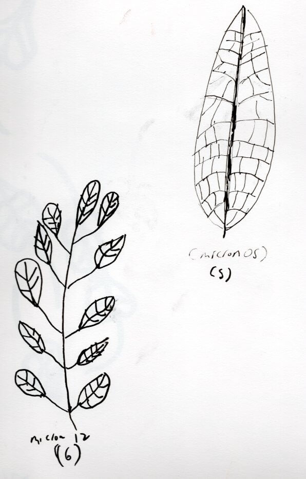 Leaves 100 Ways--Restart. - image 3 - student project