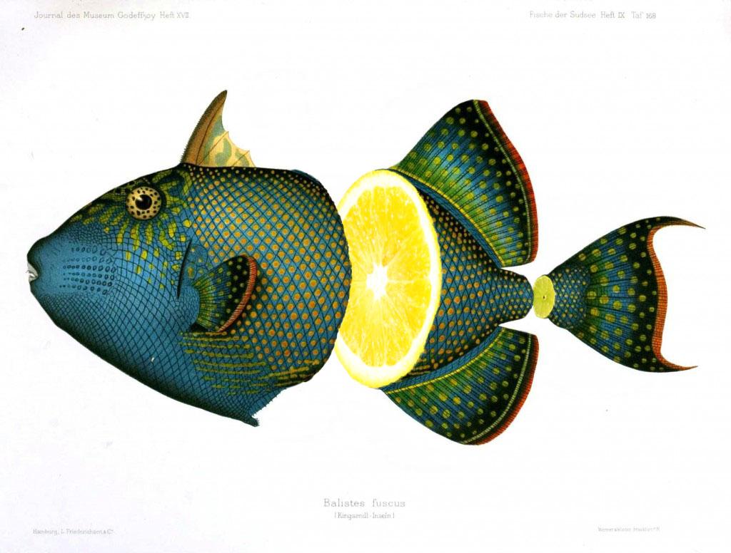 Photoshop: Fruity fish collage - image 1 - student project