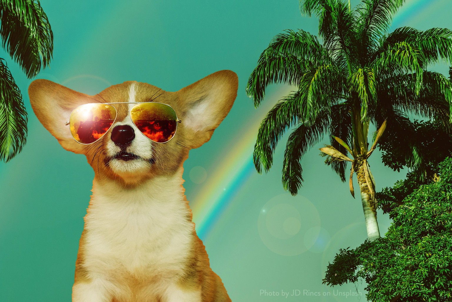 Examples of what I learned from Cat in PS - image 1 - student project