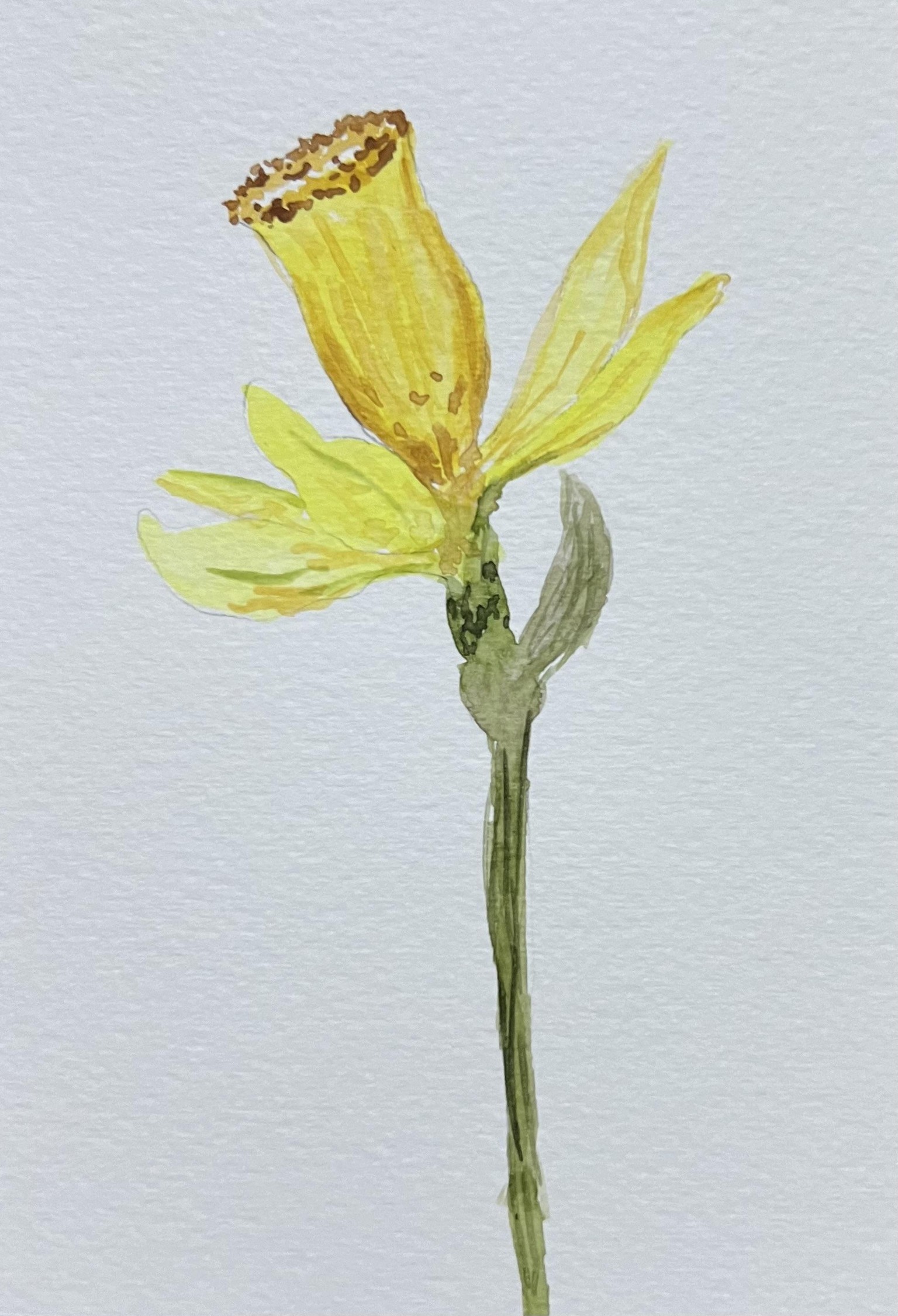 Watercolor botanicals from live reference - image 2 - student project