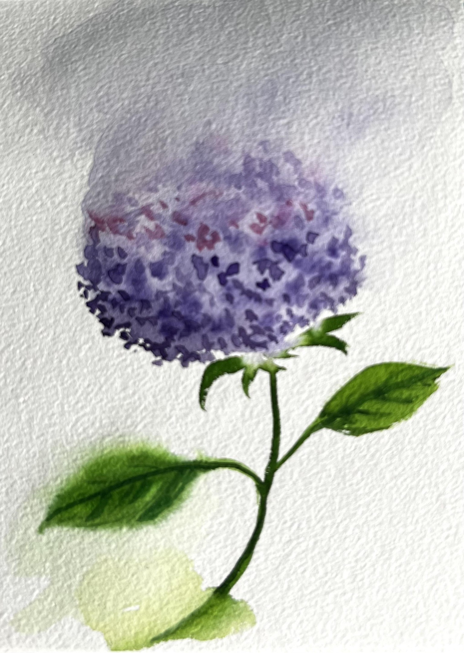 Watercolor hydrangea - image 1 - student project