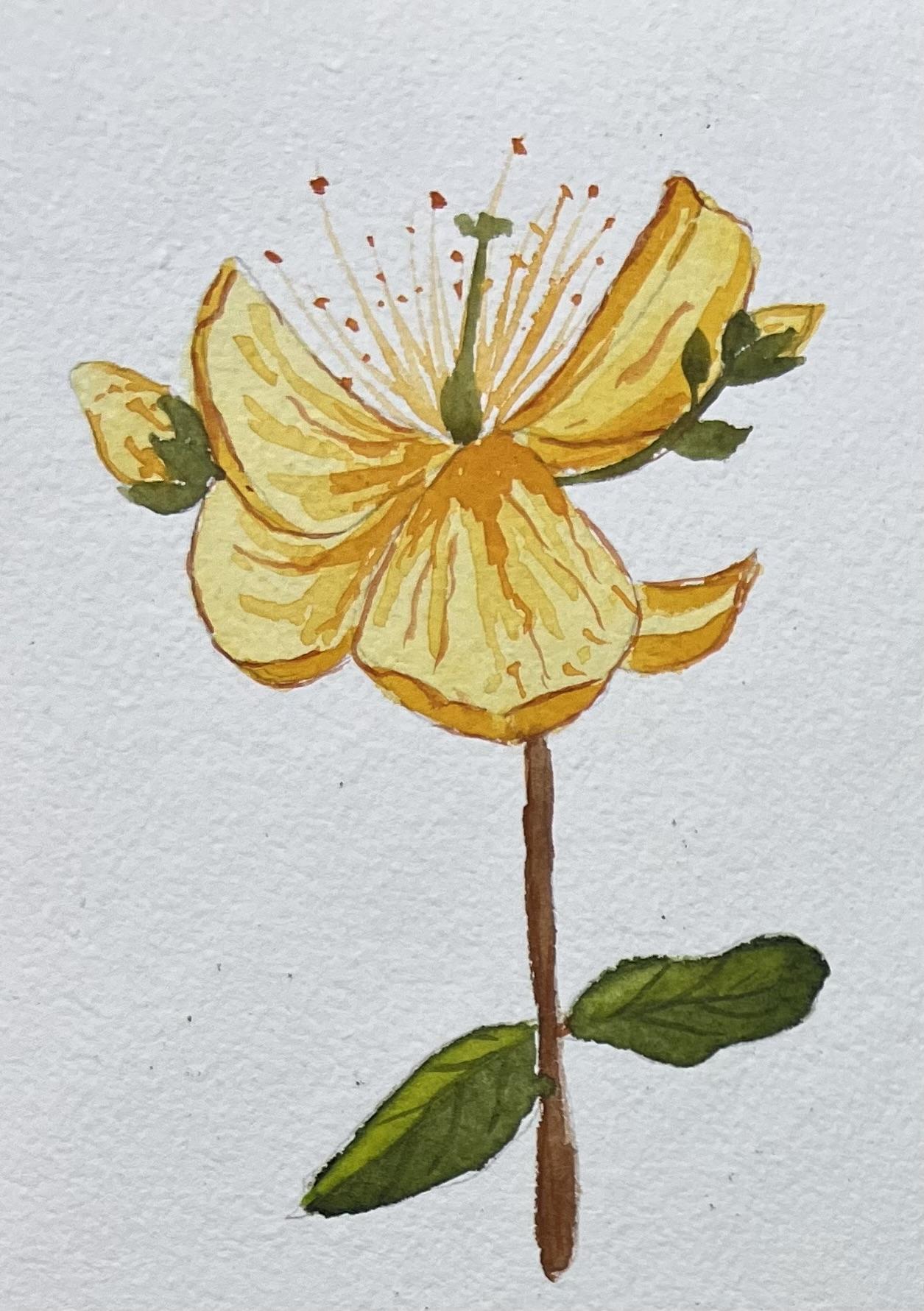 A-Z Water colour florals - image 13 - student project