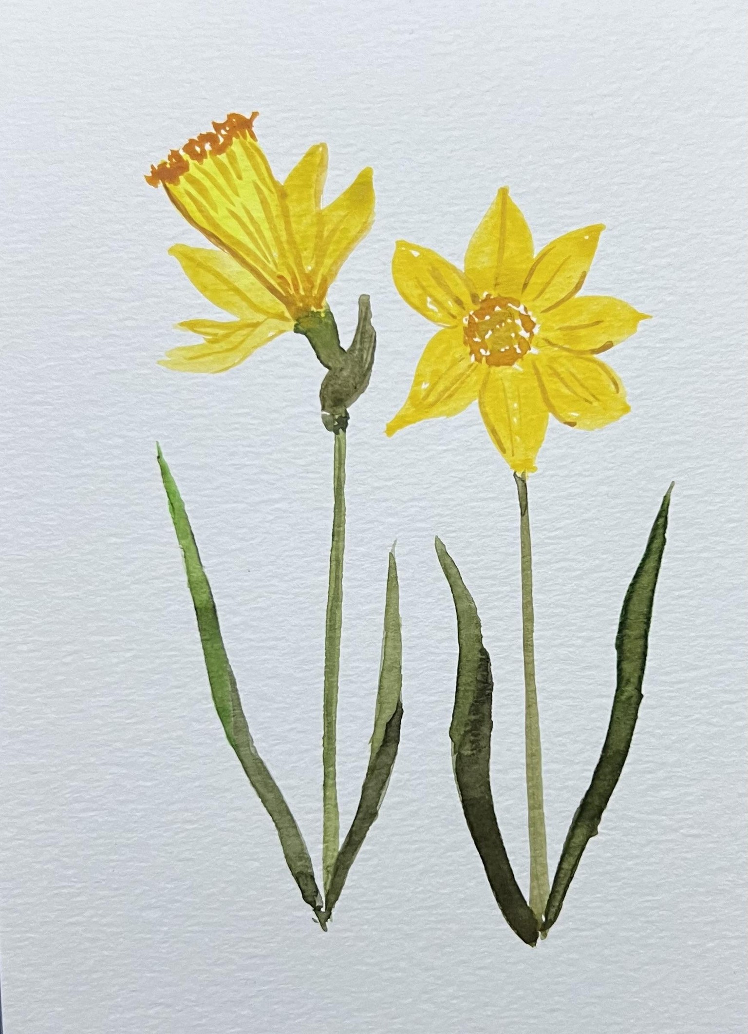 Watercolor botanicals from live reference - image 3 - student project