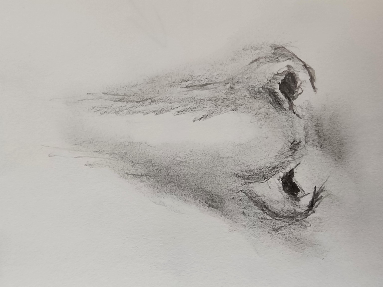 Nose - image 1 - student project