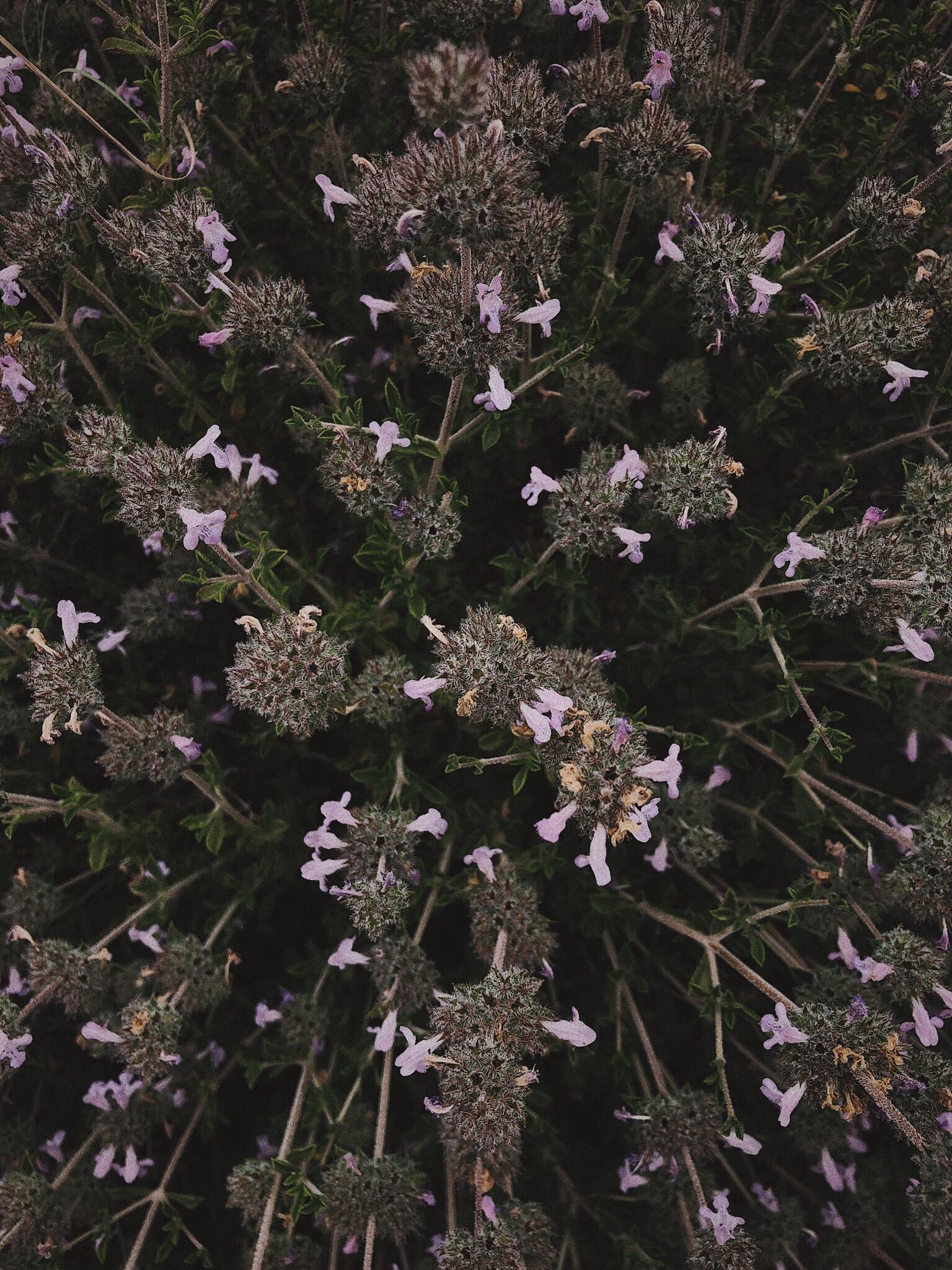The plant, but also what's around! - image 2 - student project