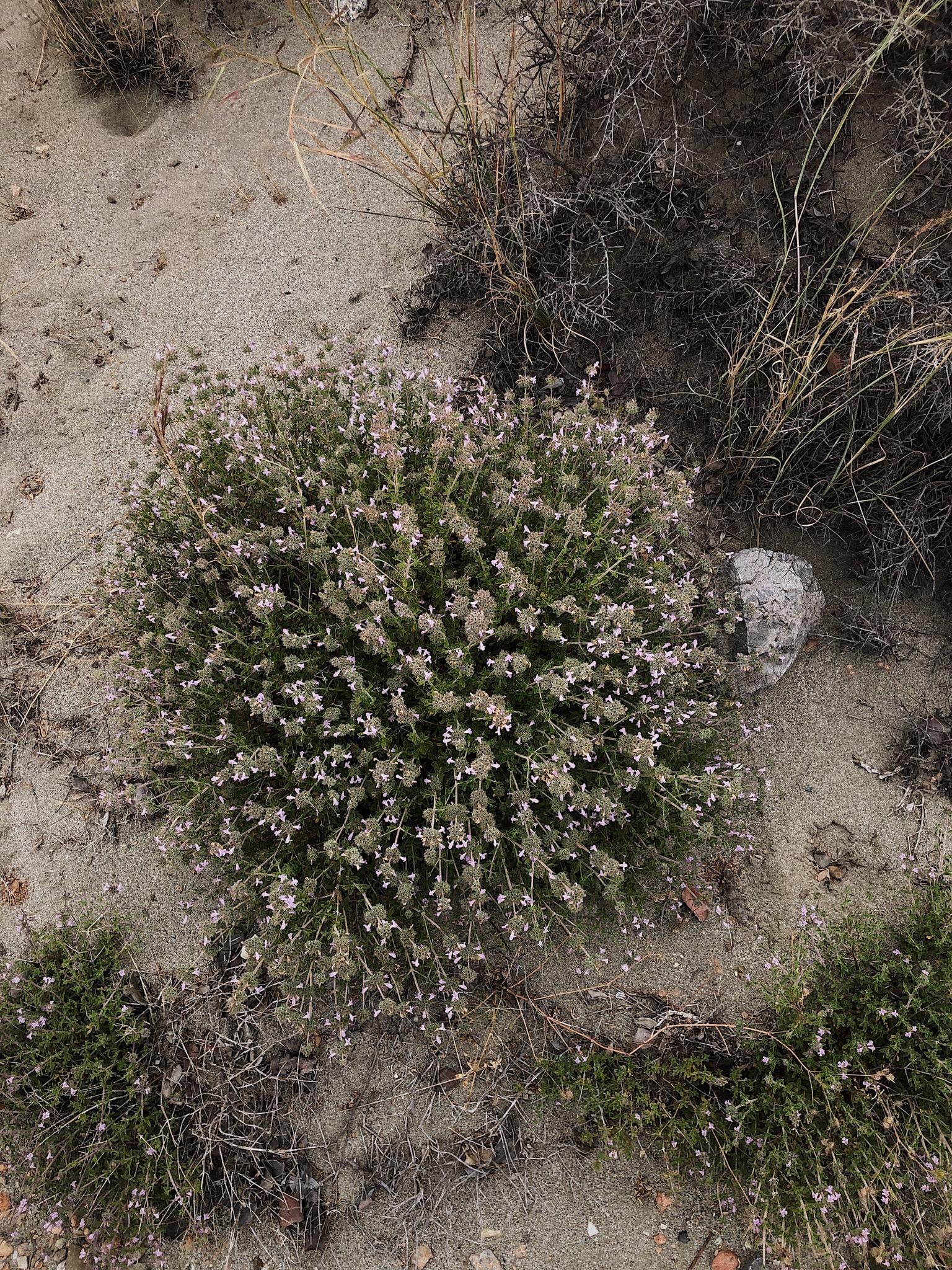 The plant, but also what's around! - image 3 - student project