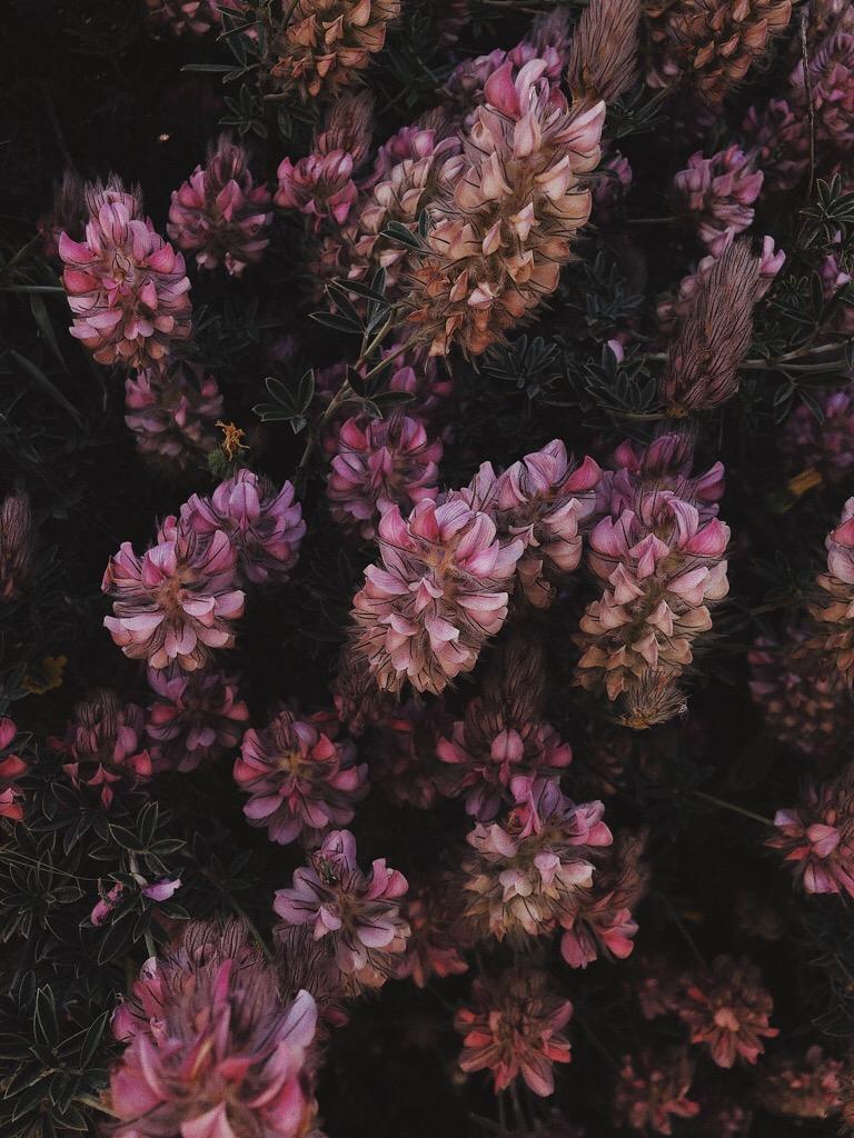 The plant, but also what's around! - image 5 - student project