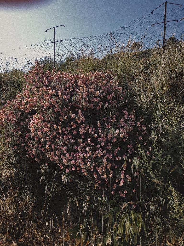 The plant, but also what's around! - image 6 - student project