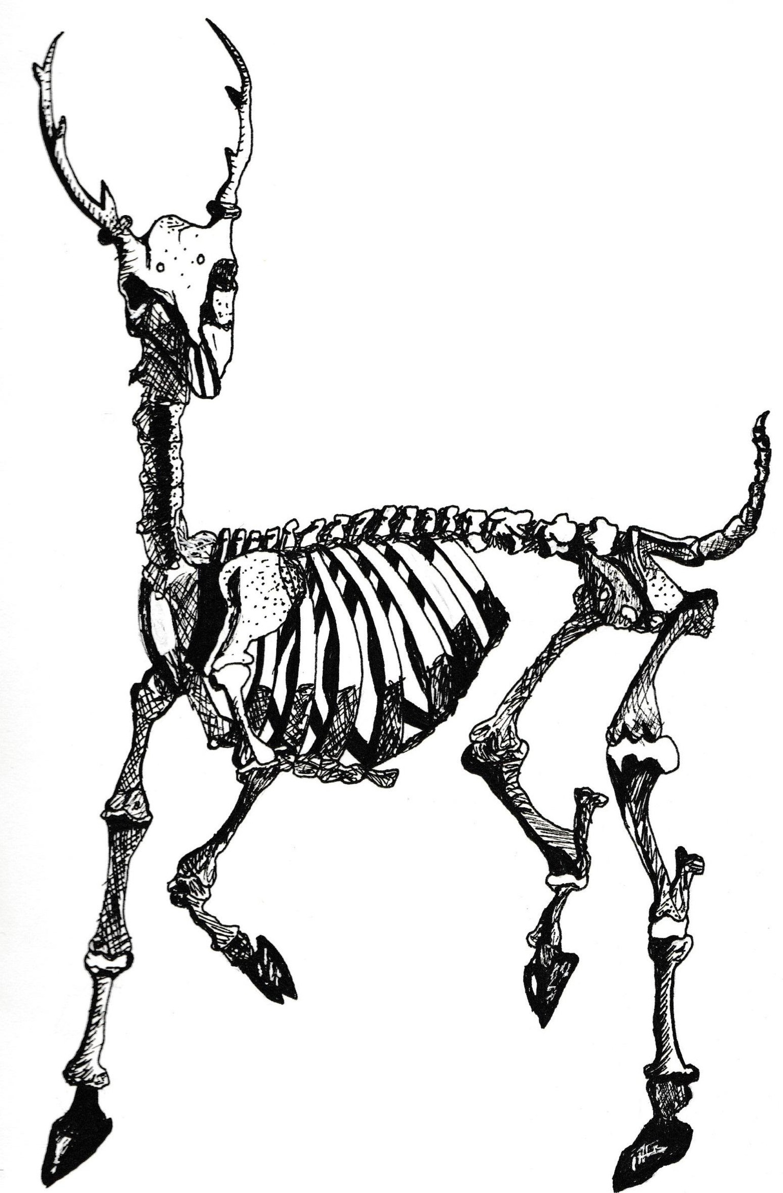 Deer Skeleton Result - image 1 - student project
