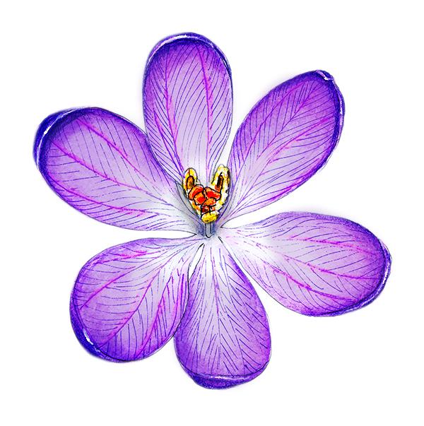 Purple flower - image 1 - student project