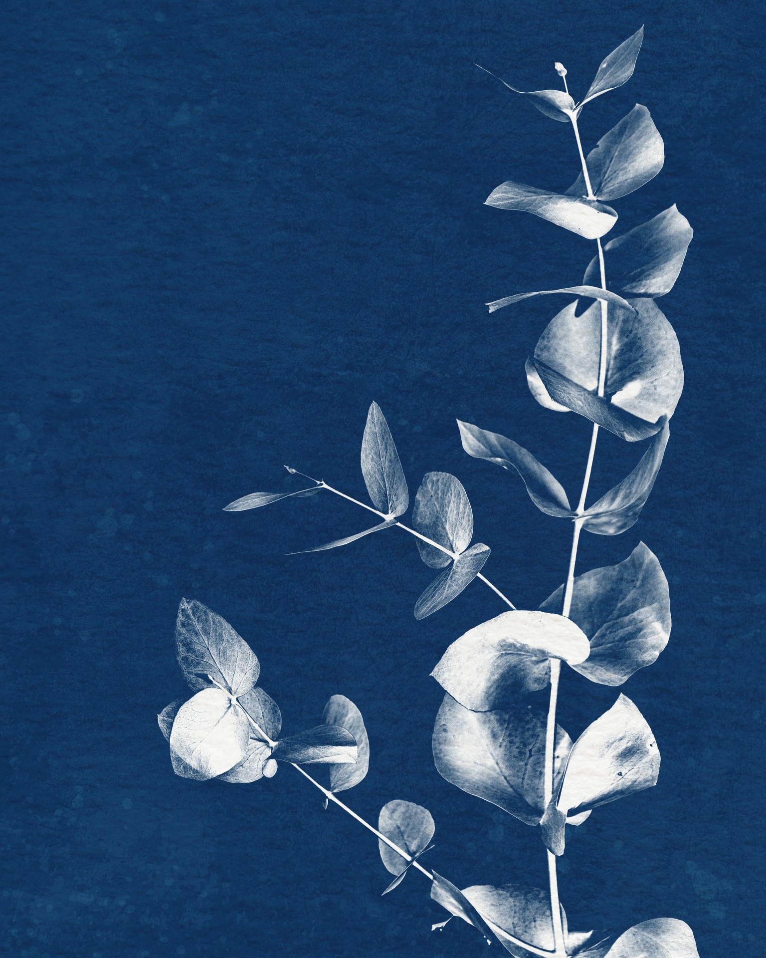 Digital Cyanotypes! All the beautiful cyan blue... none of the mess. - image 1 - student project