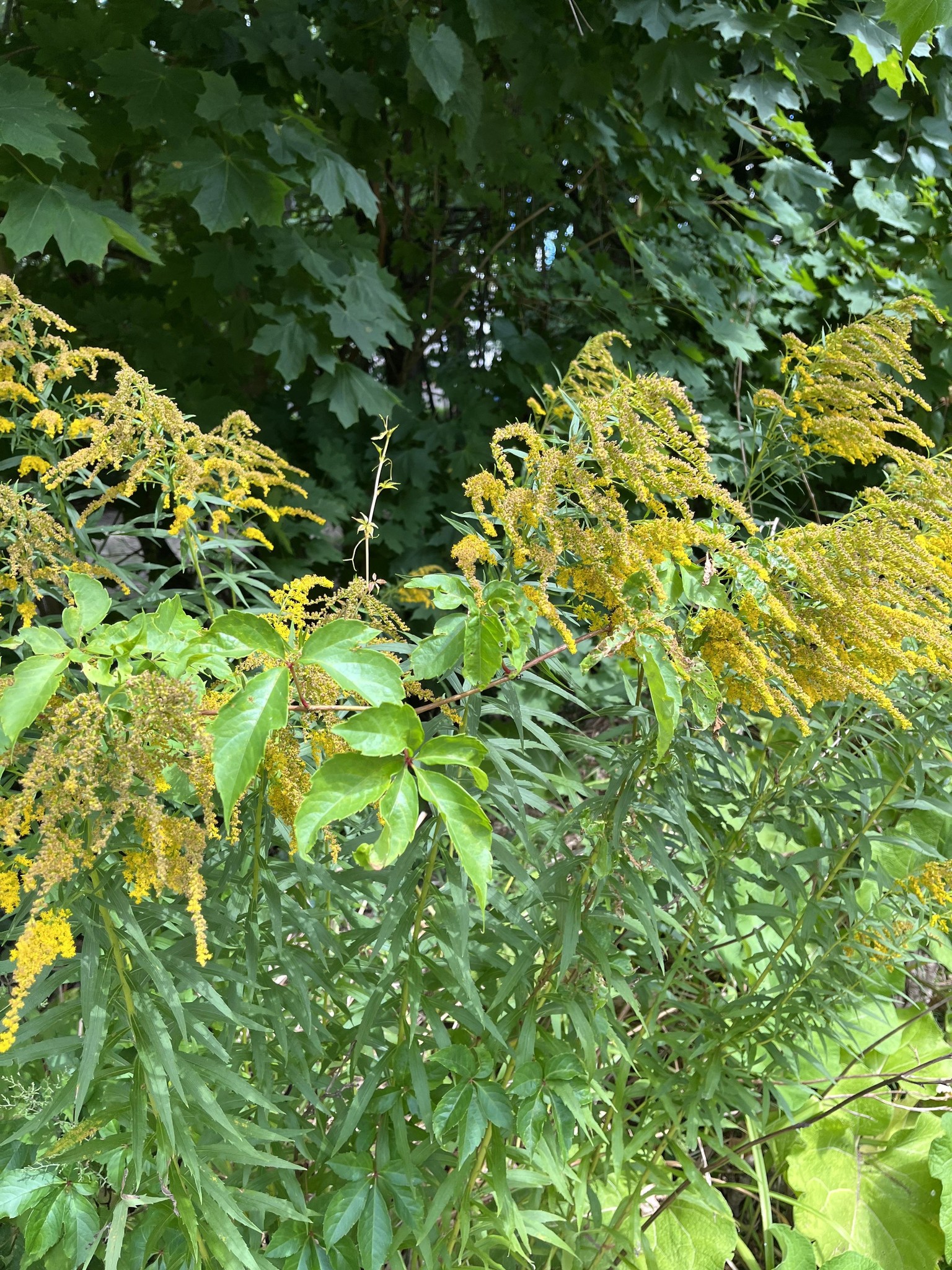 Dyeing with Goldenrod! - image 1 - student project
