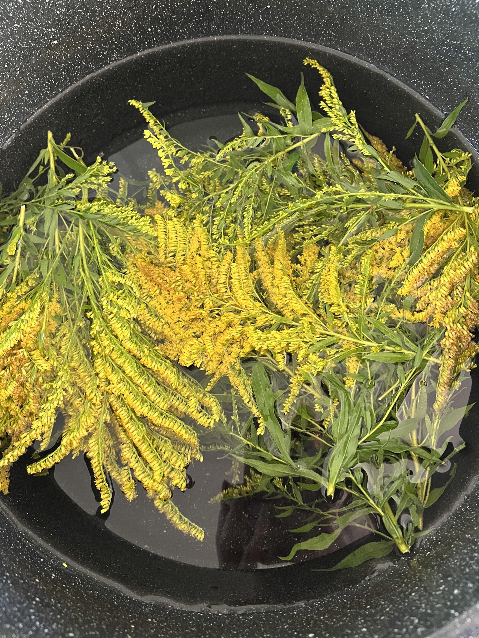 Dyeing with Goldenrod! - image 2 - student project