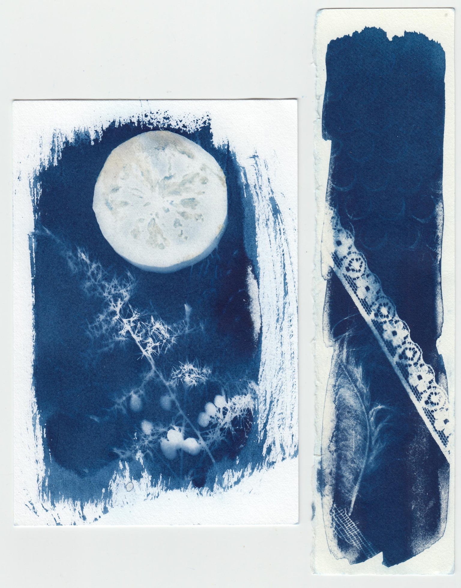 Cyanotype - image 2 - student project