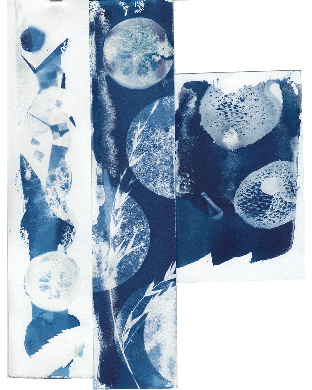 Cyanotype - image 4 - student project