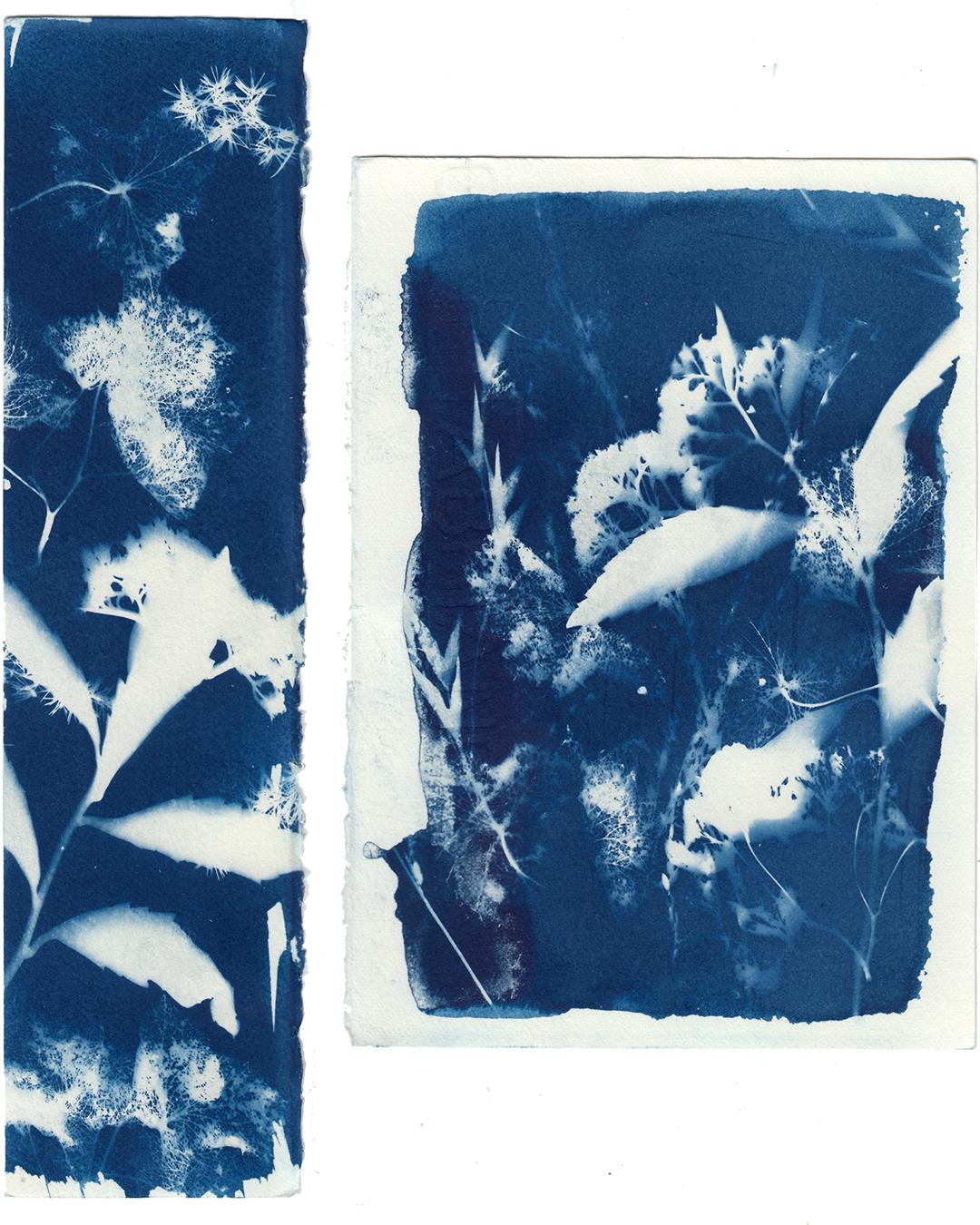 Cyanotype - image 3 - student project