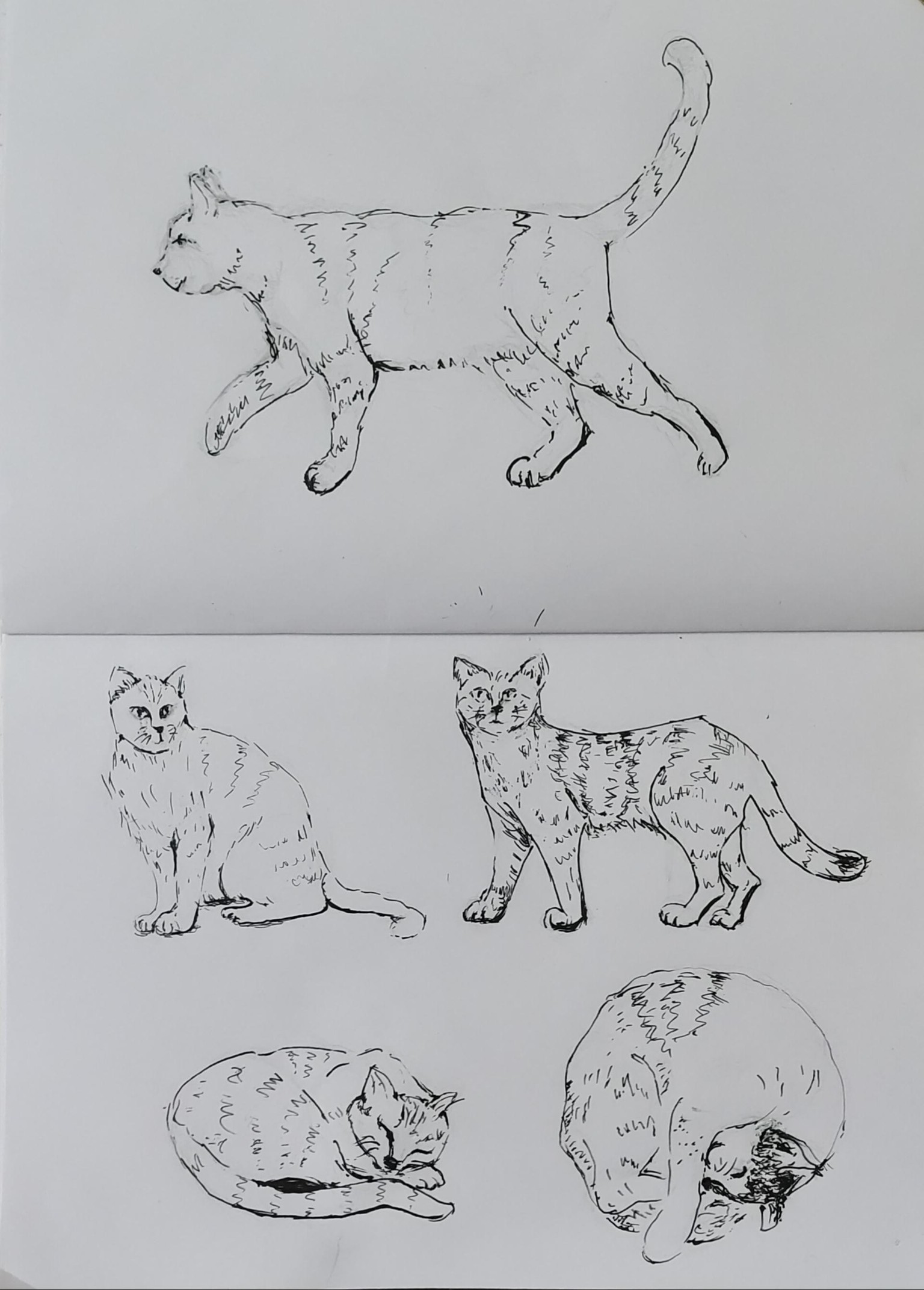 Cats - image 1 - student project