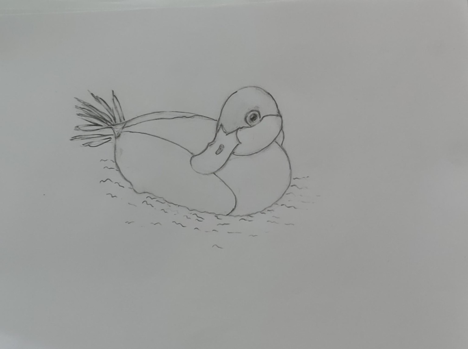 Duck - image 1 - student project