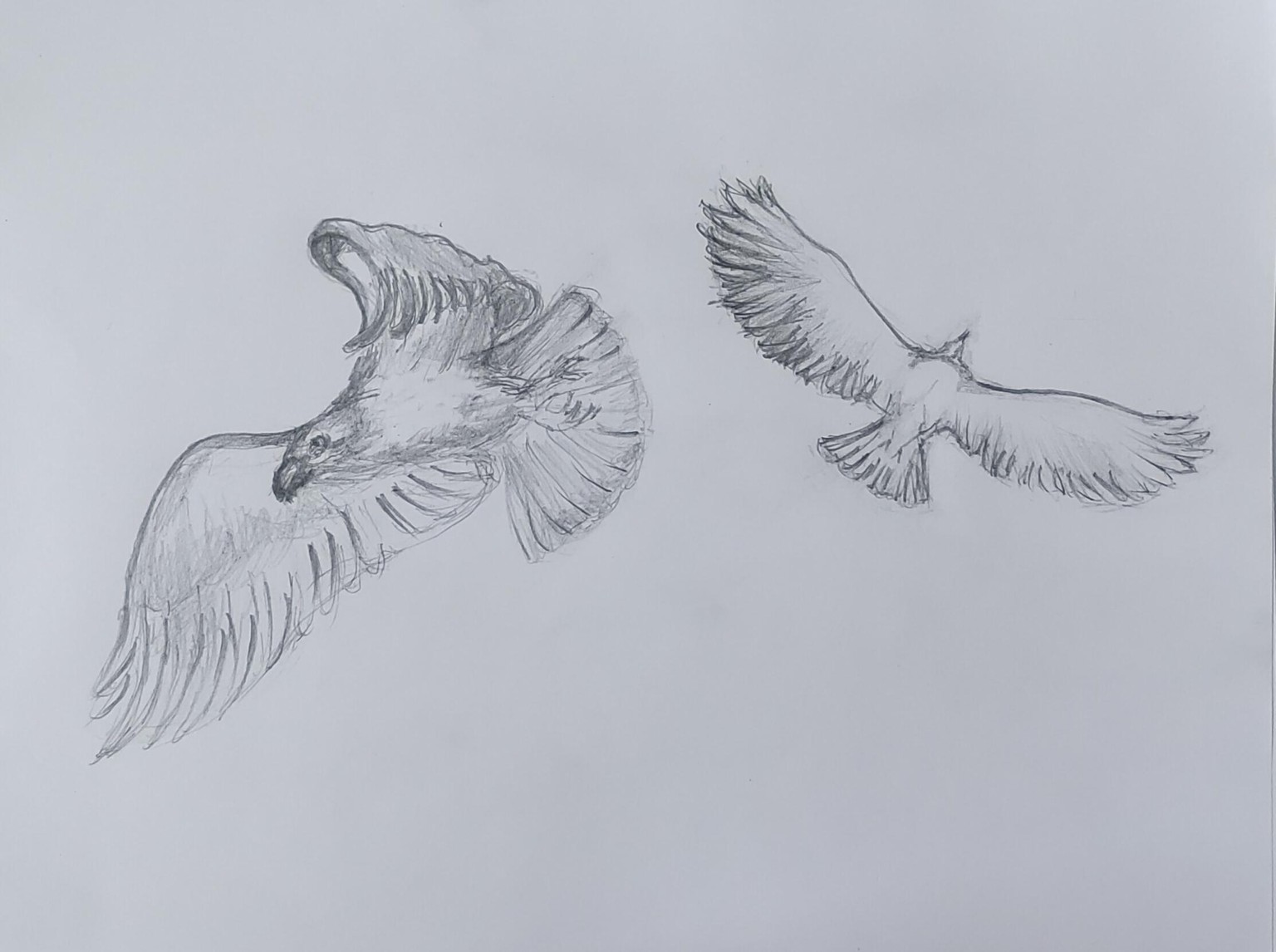 Birds in Flight - image 1 - student project