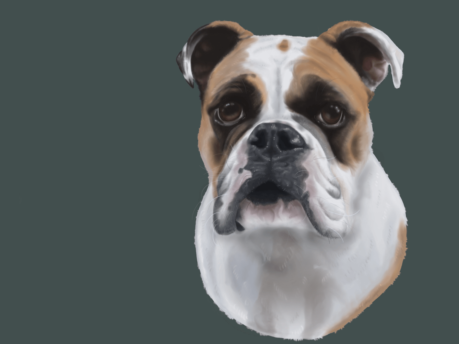 Norma the English bulldog - image 1 - student project