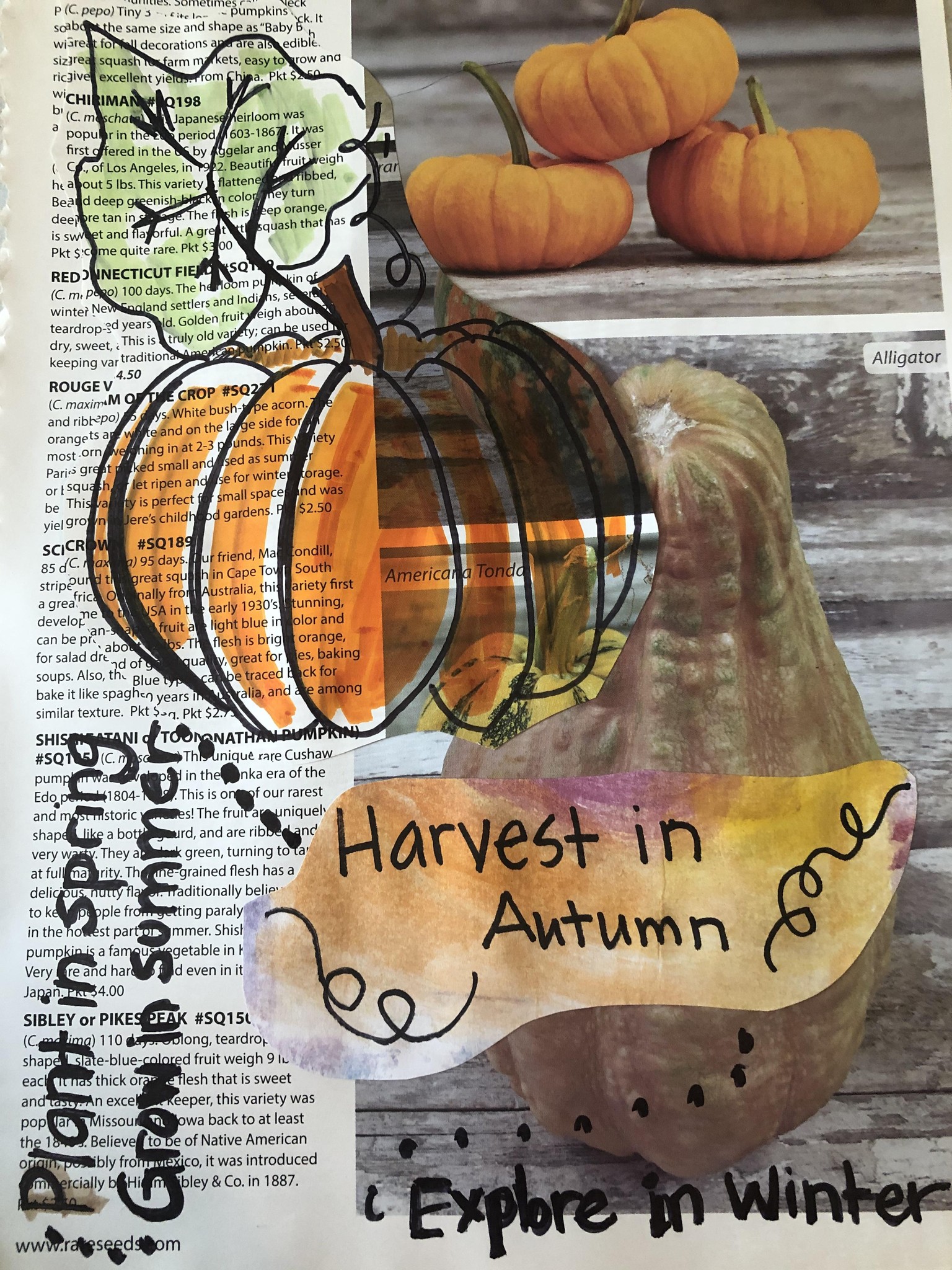 harvest - image 1 - student project