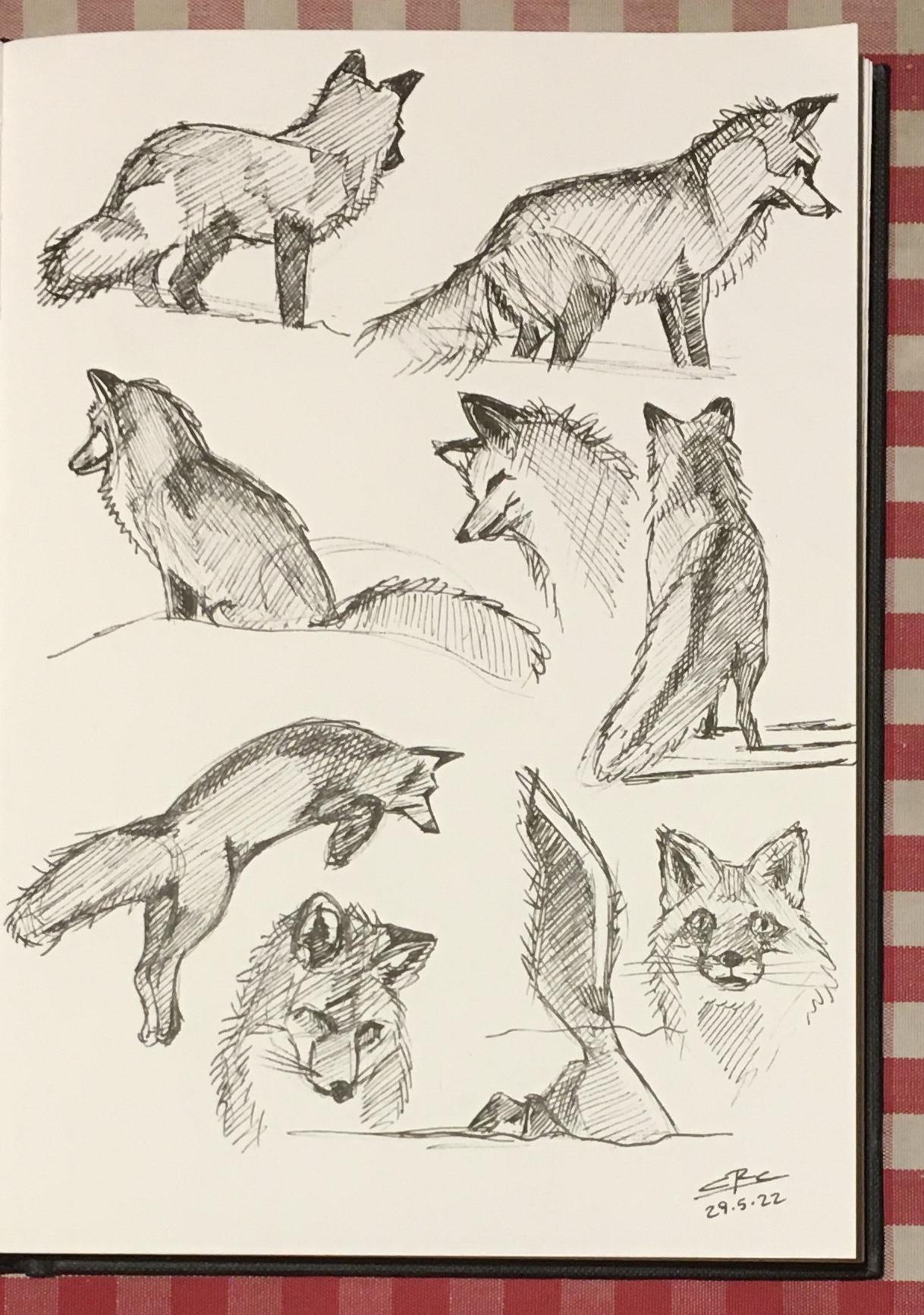 Fox Sketches & Exercises - image 1 - student project