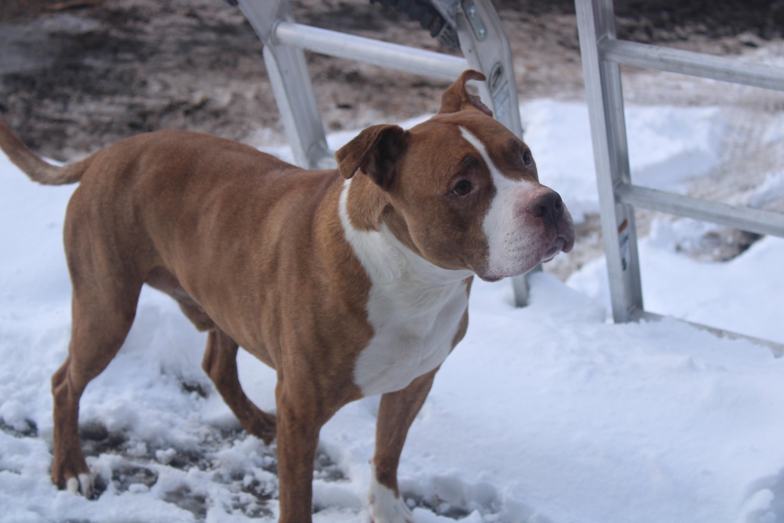 My Dogs - image 1 - student project