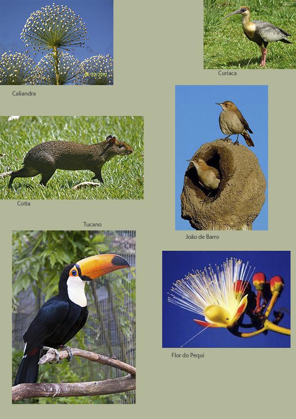 Brazilian Savanna - image 1 - student project