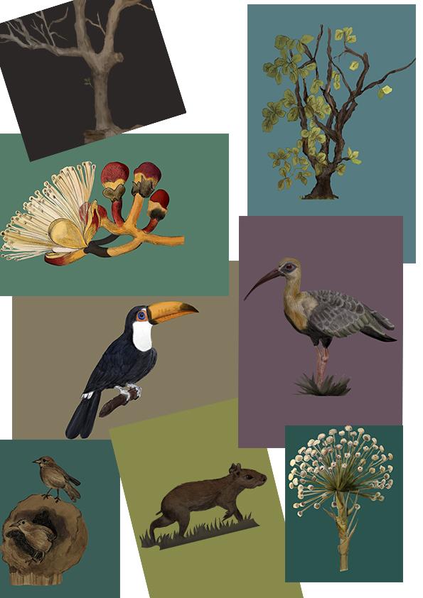 Brazilian Savanna - image 3 - student project