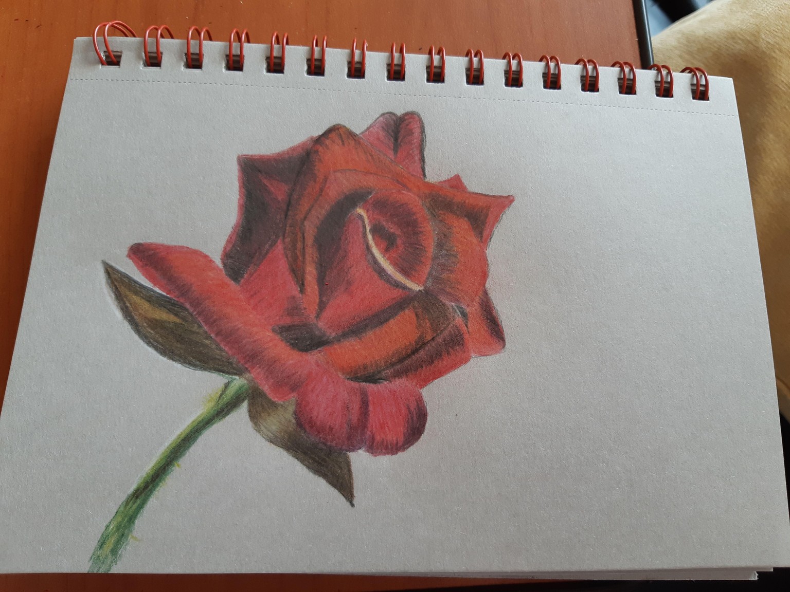 Coloured Pencil Rose - image 1 - student project