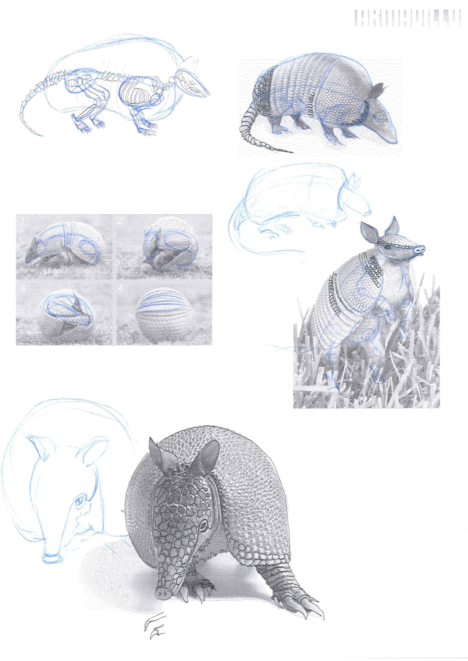 How to draw animals - image 5 - student project