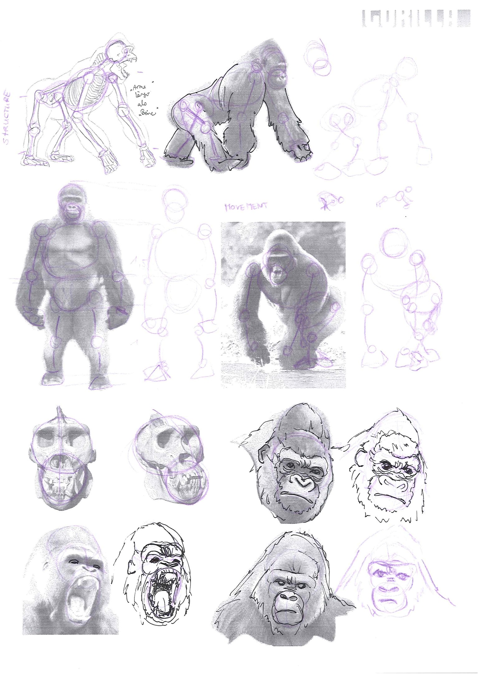 How to draw animals - image 8 - student project