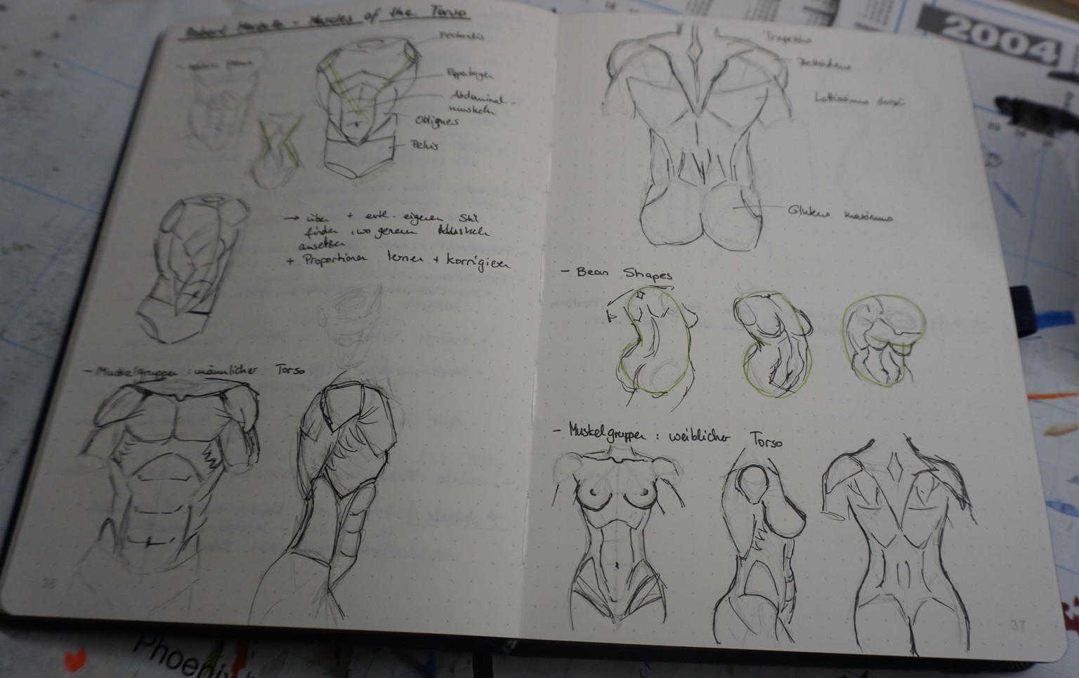 Muscles of the Torso - image 1 - student project