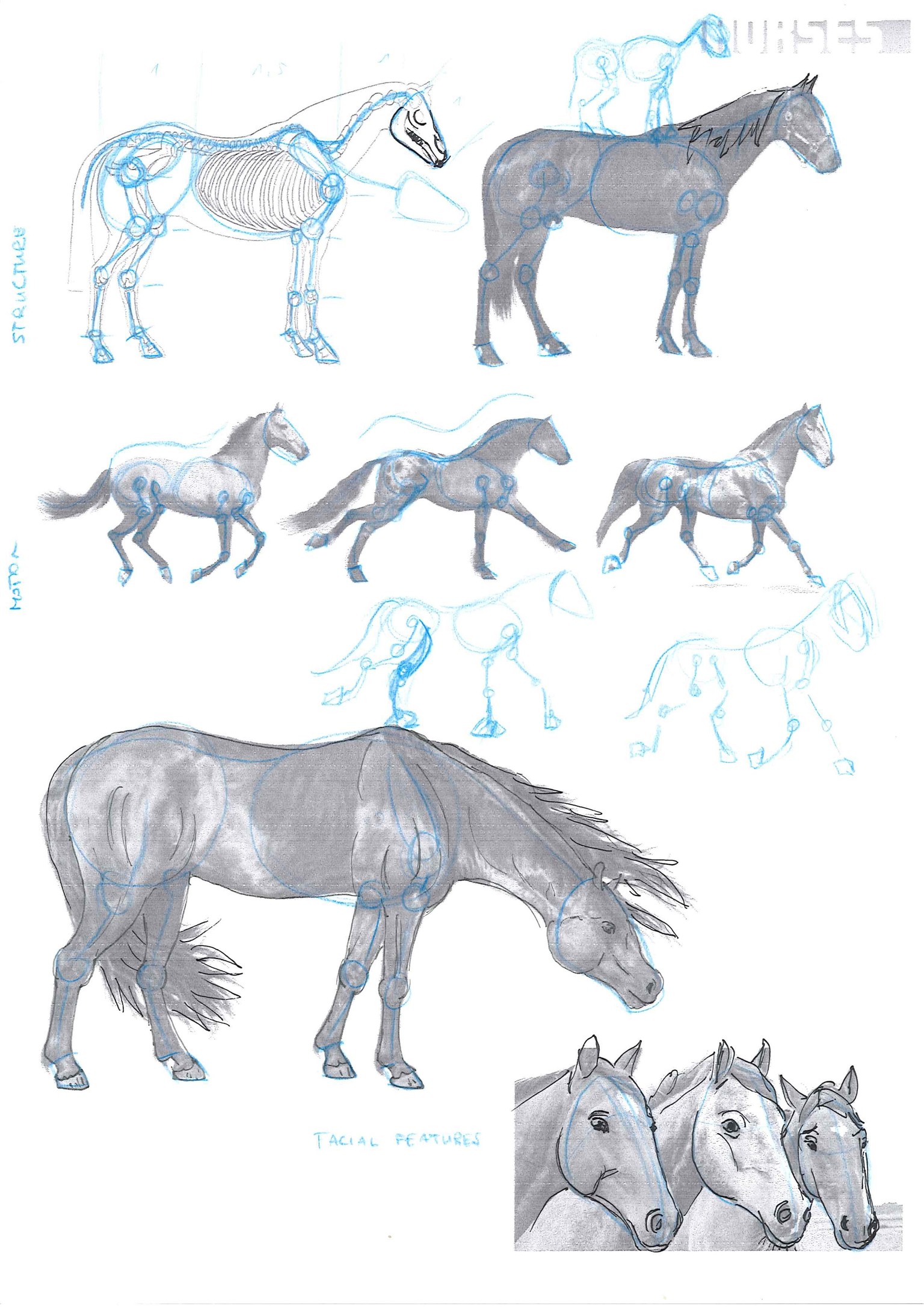 How to draw animals - image 6 - student project