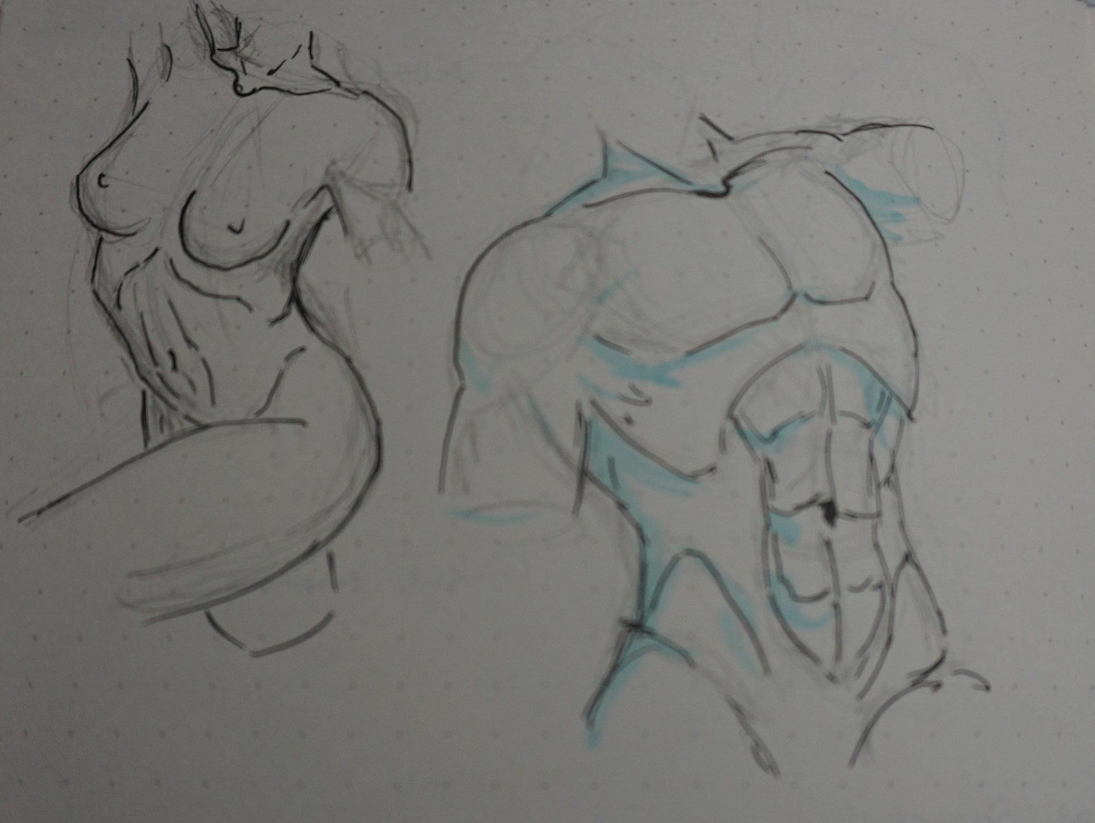 Muscles of the Torso - image 2 - student project