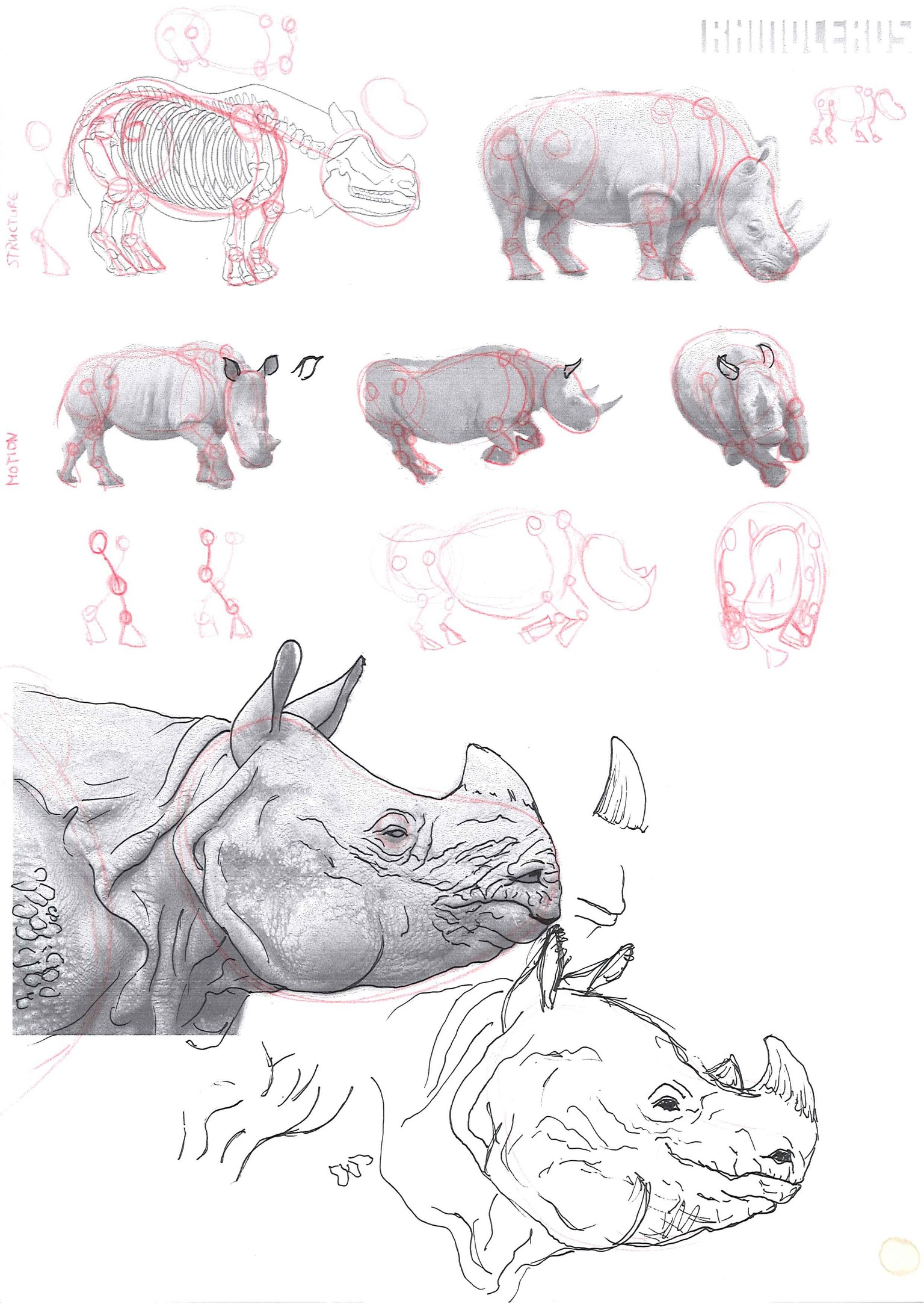How to draw animals - image 9 - student project