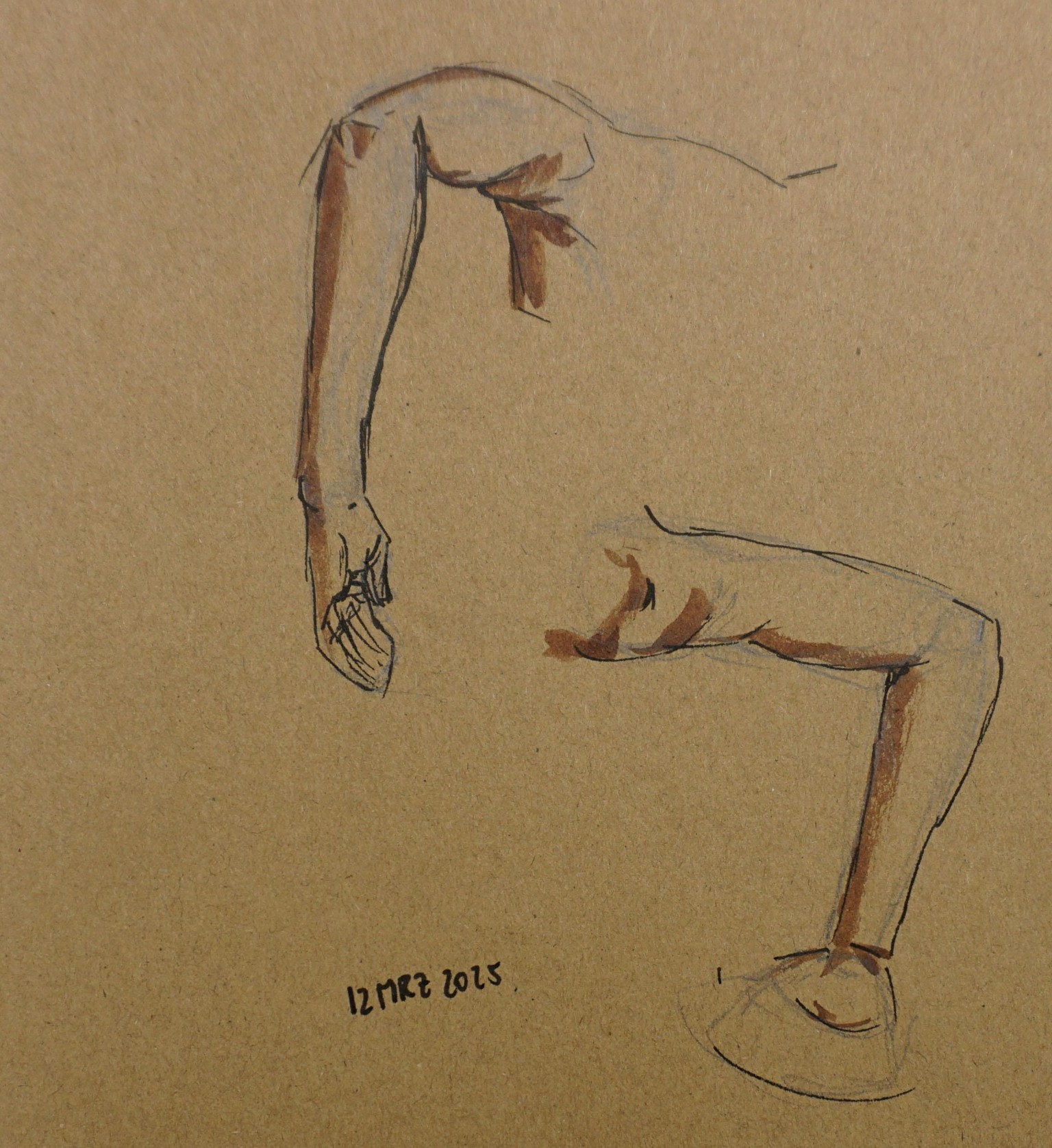 Muscles of the Arm - image 1 - student project