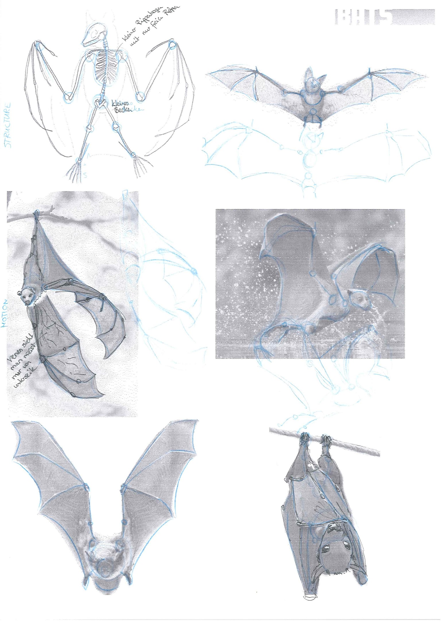 How to draw animals - image 2 - student project