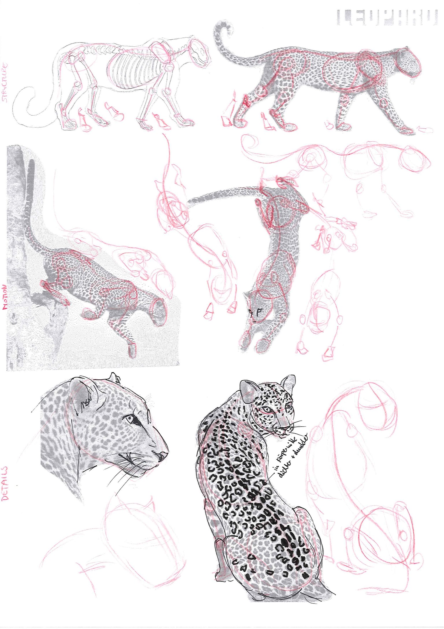 How to draw animals - image 7 - student project