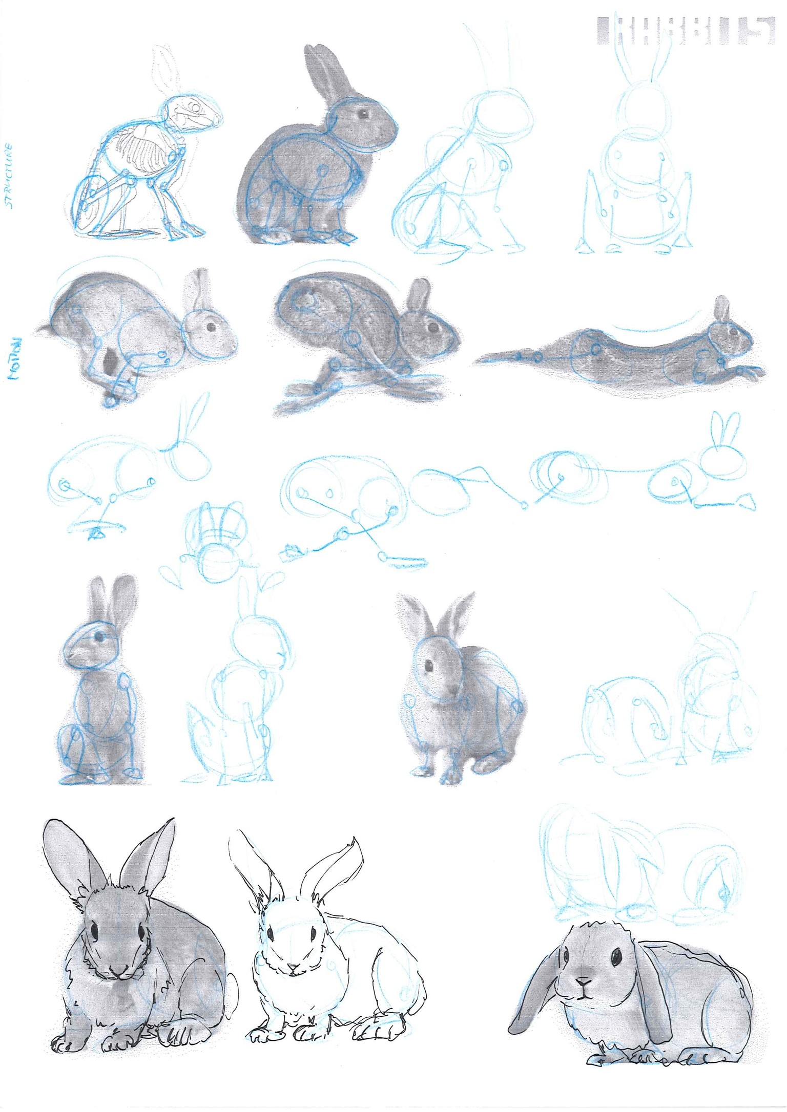 How to draw animals - image 10 - student project