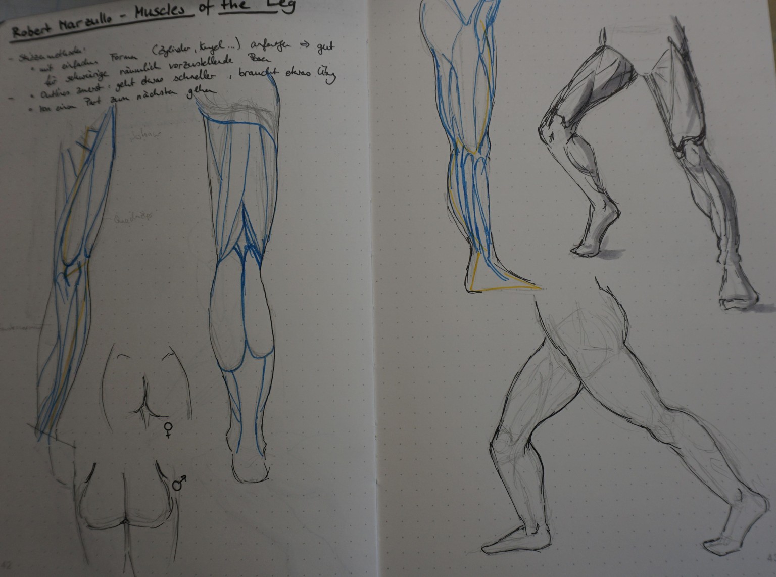 Muscles of the Leg - image 1 - student project