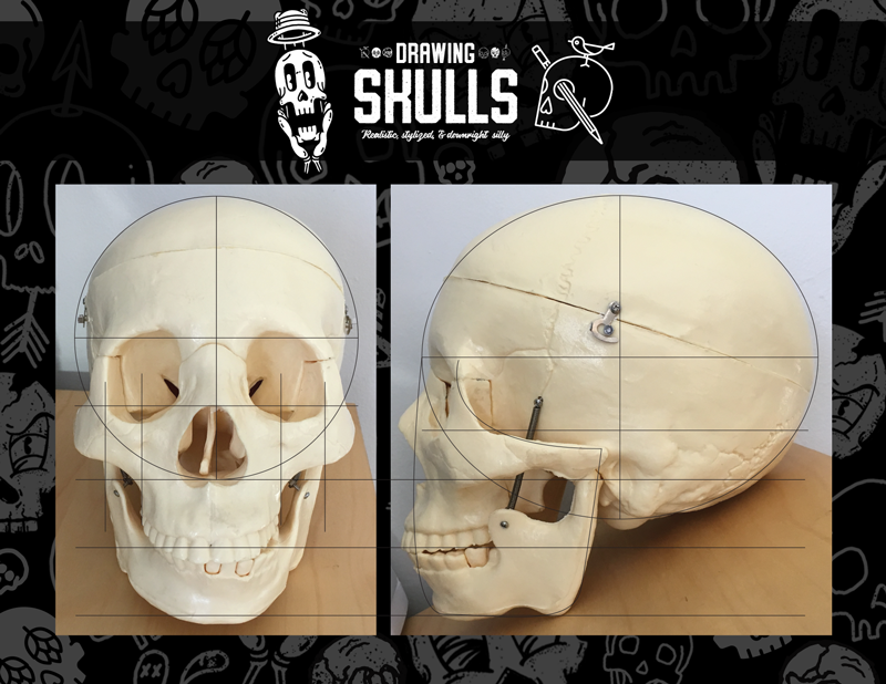 My Skulls!!! - image 1 - student project