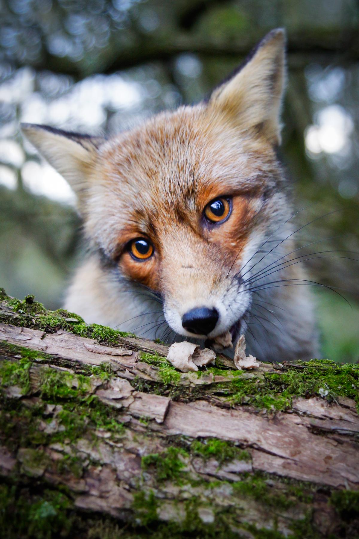 Getting up close with the animals. - image 2 - student project