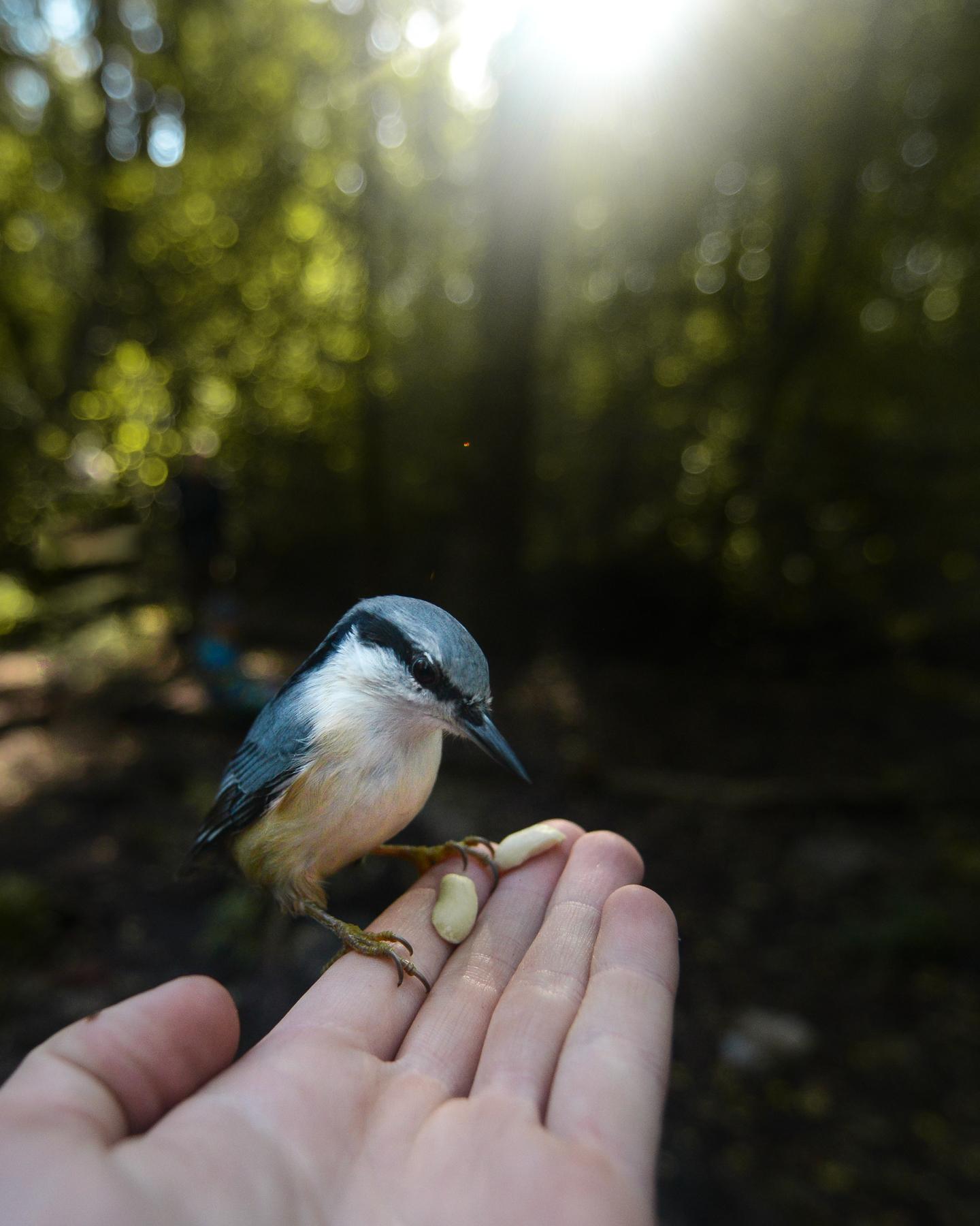 Getting up close with the animals. - image 6 - student project