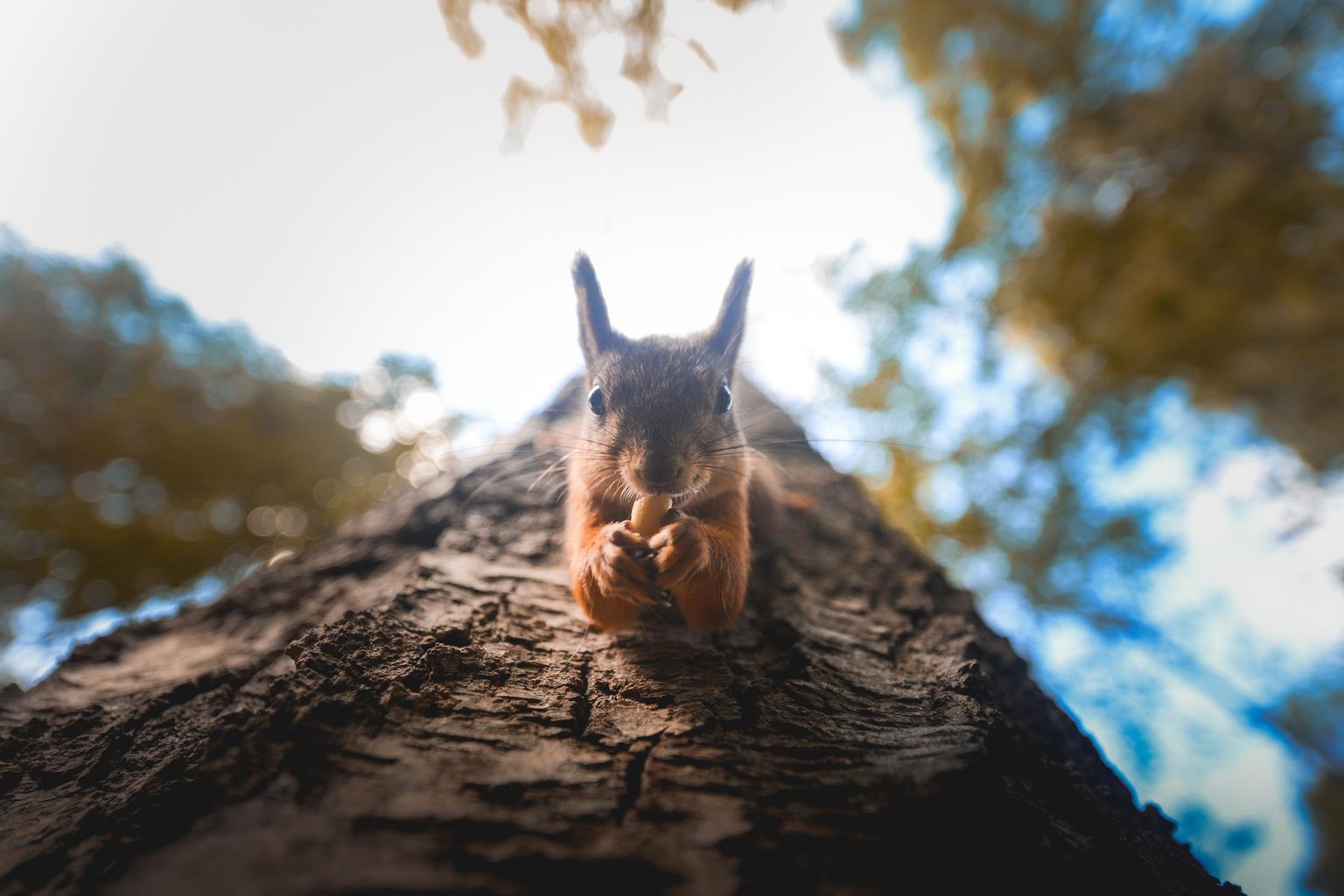 Getting up close with the animals. - image 5 - student project