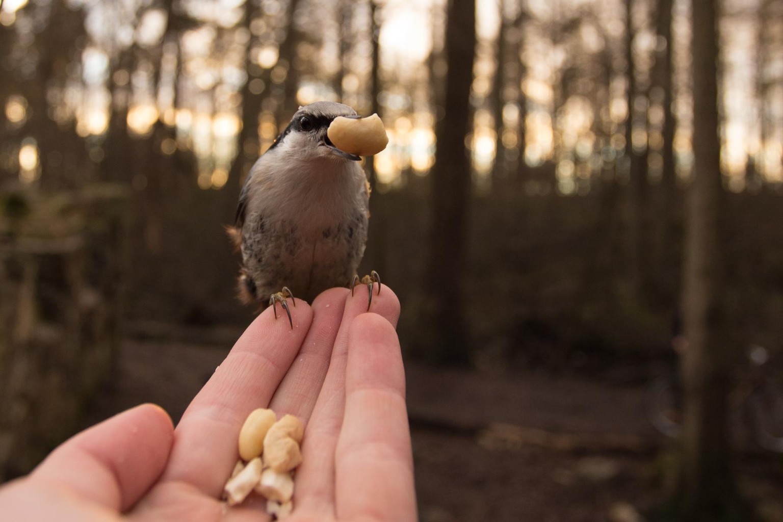 Getting up close with the animals. - image 3 - student project