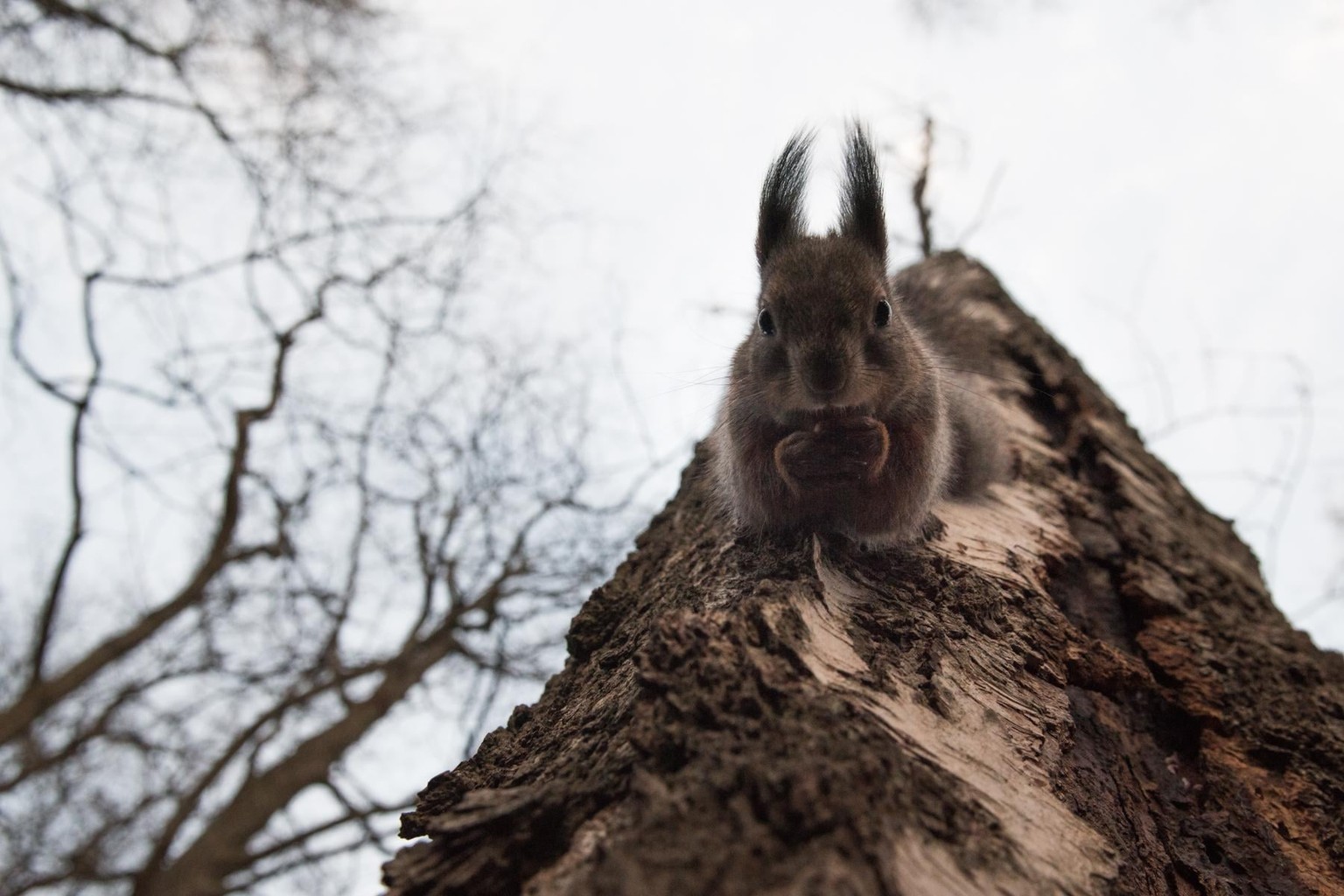 Getting up close with the animals. - image 1 - student project