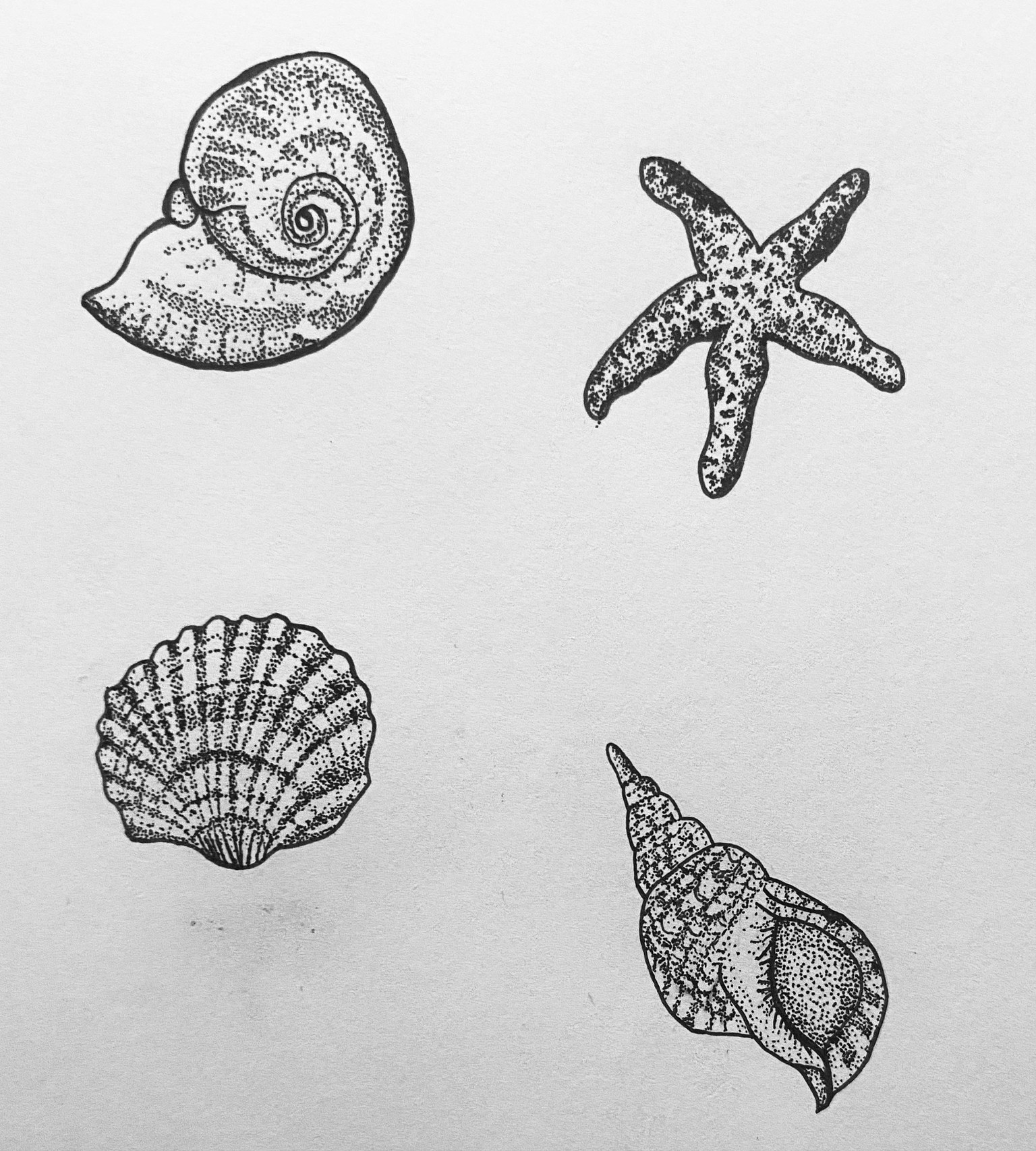 Shells! - image 1 - student project
