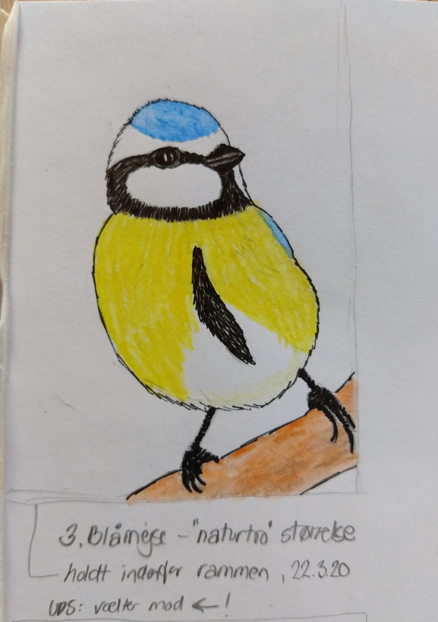 Blue Tit (Blåmejse) - image 5 - student project